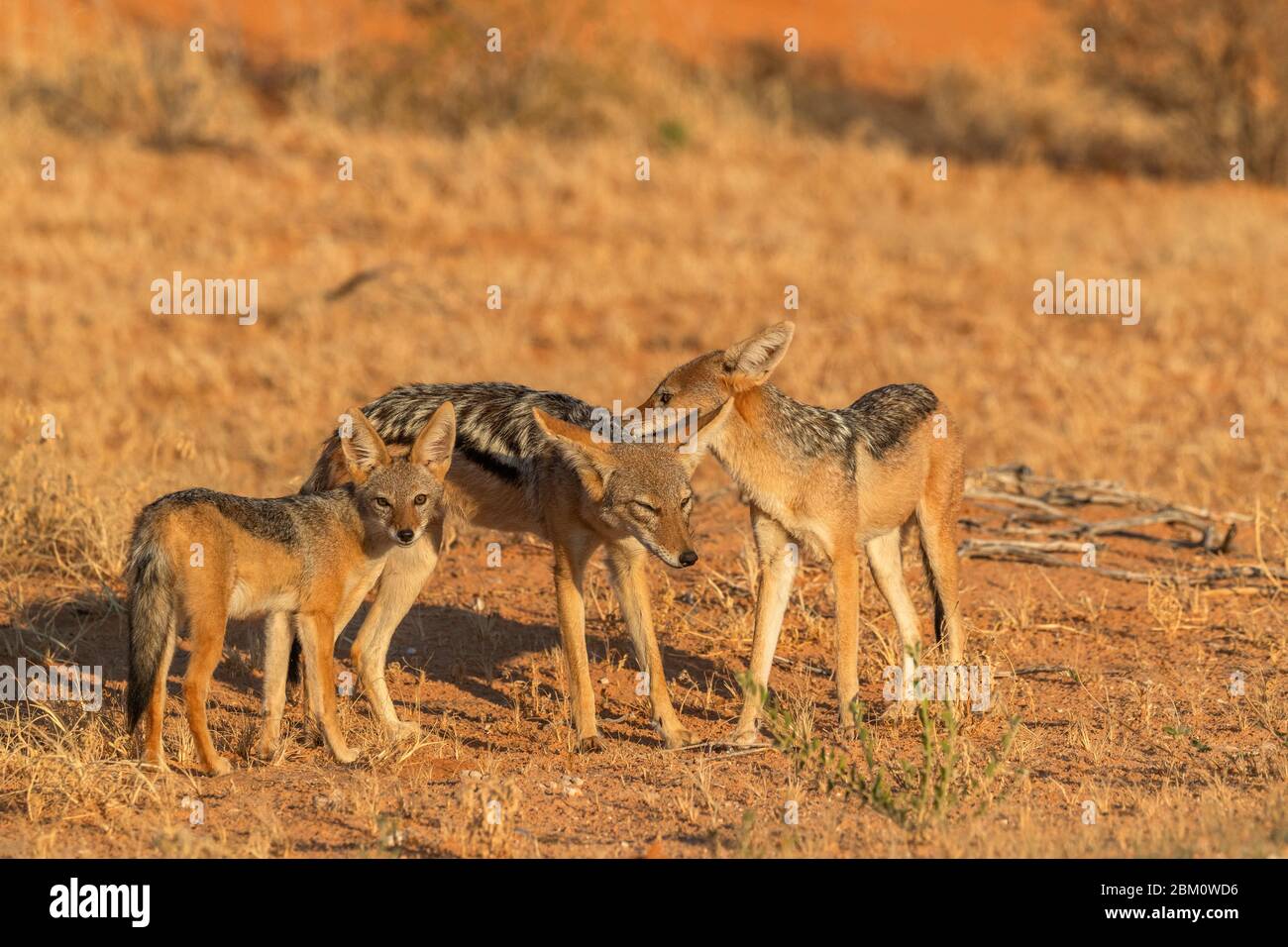 Jackal Blackbacked (Canis mesomelas) con il giovane, Kgalagadi Transfertier Park, Sudafrica Foto Stock