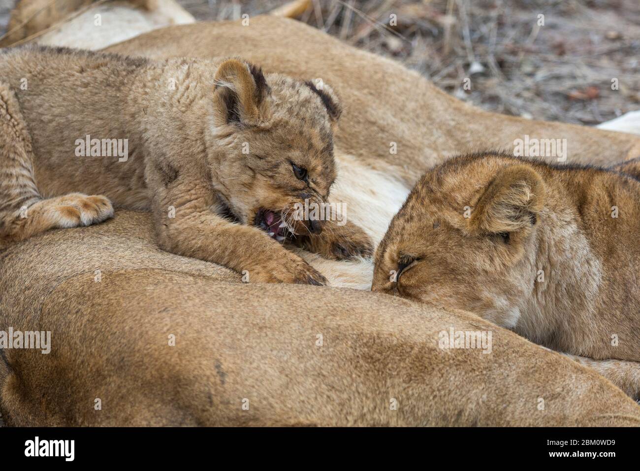 Leone (panthera leo) cuccioli che succhiano, pianure degli Elefanti, Sabi Sand Game Reserve, Sudafrica Foto Stock