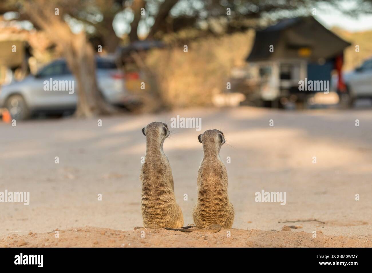 Meerkats (Suricata suricatta) nel campo di riposo Mata Mata, Kgalagadi Transfertier Park, Sudafrica Foto Stock