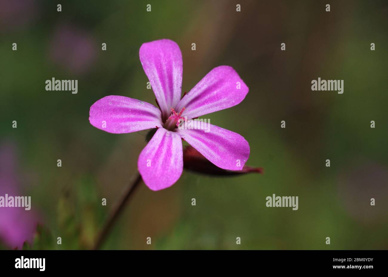 Immagine macro di un singolo piccolo fiore rosa selvatico di Geranium robertianum. Conosciuto anche come Herb-Robert, Storksbill, o Roberts geranio, in un naturale all'aperto Foto Stock