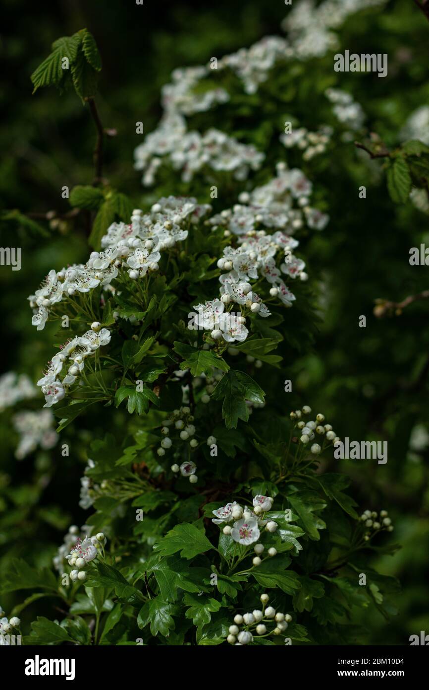 Fiori di biancospino blossom.Beautiful sull'albero.White flower.Natural Garden. Foto Stock