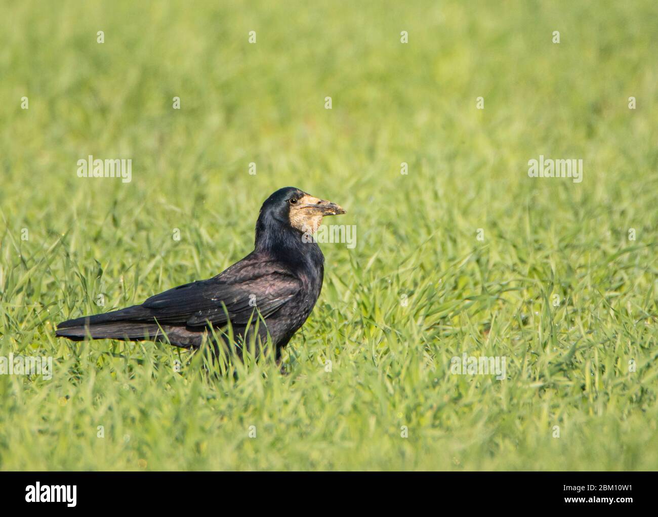 Rook, Corvus Fugilegus, corvidae, godendo del sole nella campagna britannica, estate 2020 Foto Stock
