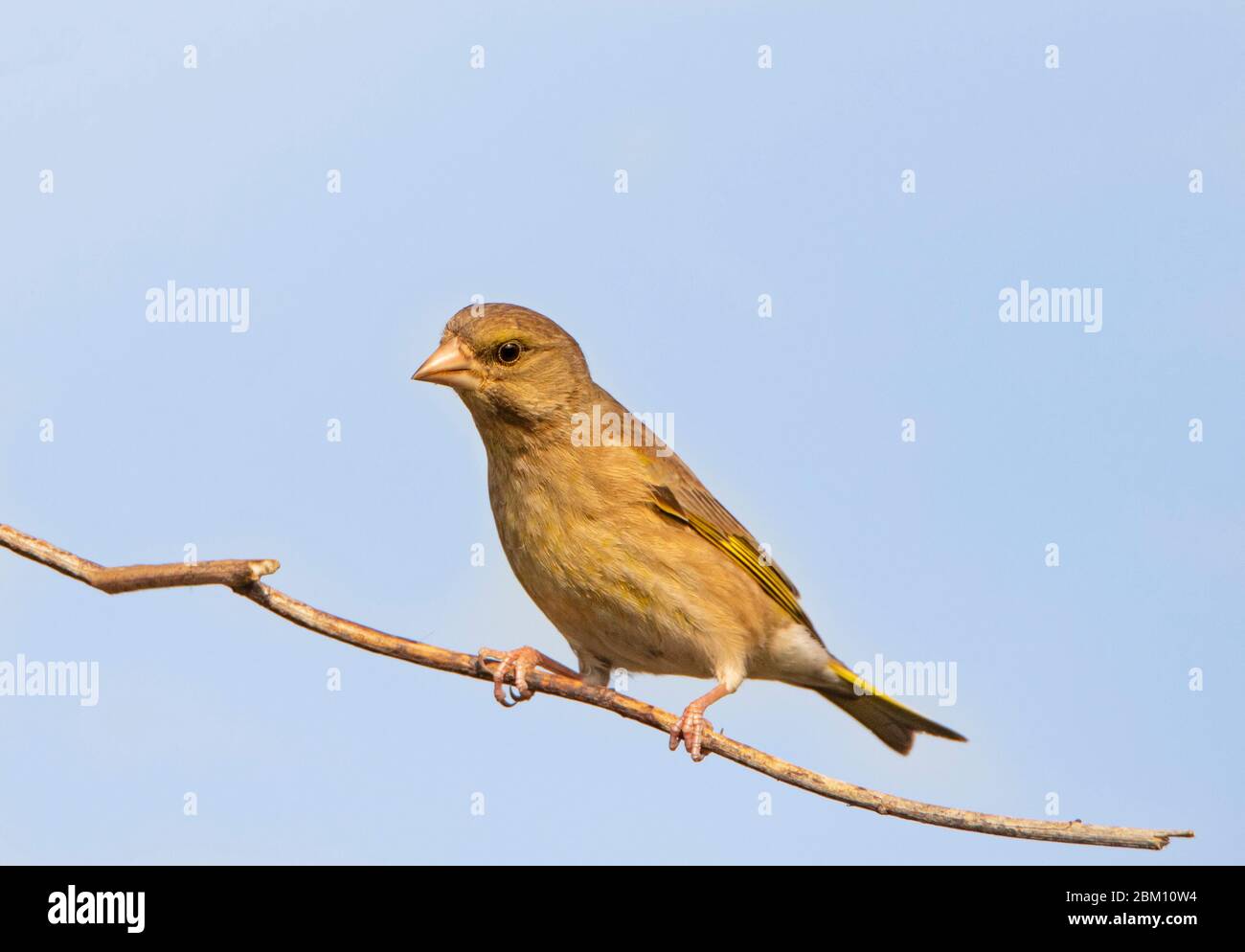 Verdeggiante, Chloris Chloris, finch, arroccato su un ramo in un giardino britannico. Foto Stock