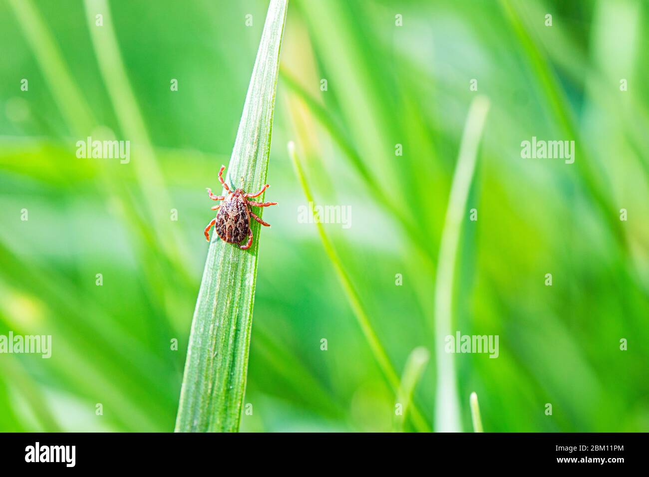 Encefalite infetta Tick Insect su Green Grass al sole d'estate. Malattia di borreliosi di Lyme o encefalite Virus infettivo Dermacentor Tick Foto Stock