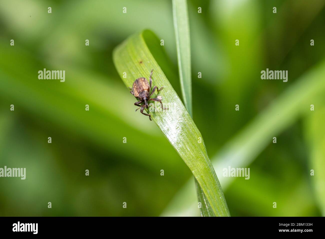 Alfalfa weevil (Iperia postica), Isehara City, Prefettura di Kanagawa, Giappone Foto Stock
