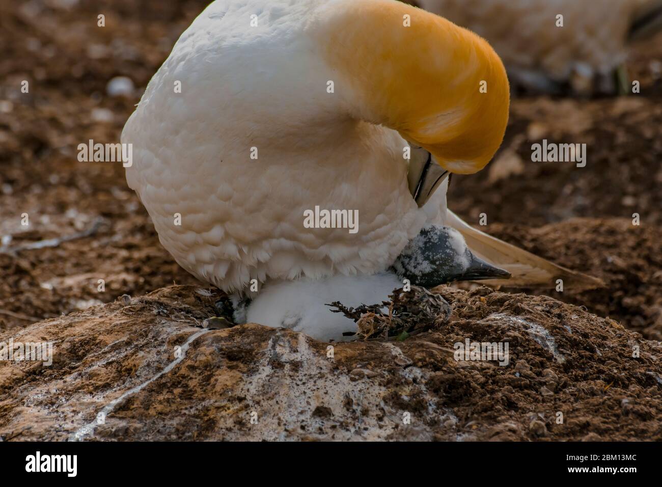 Gannets prendersi cura della loro prole Foto Stock