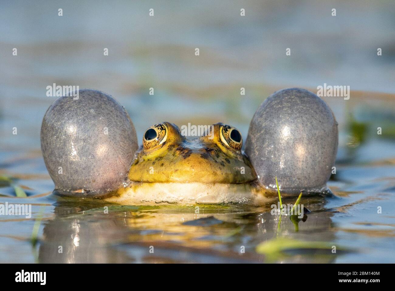 La rana verde di Marsh si accovacciano nell'acqua. Pelophylax ridibundus. Foto Stock