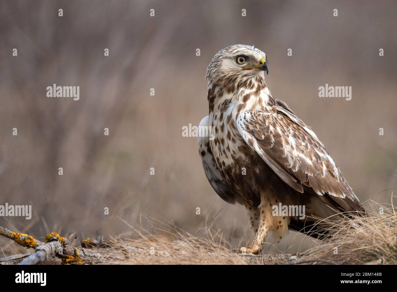 Rough-zampe, poiana Buteo lagopus, sorge sul terreno. Foto Stock