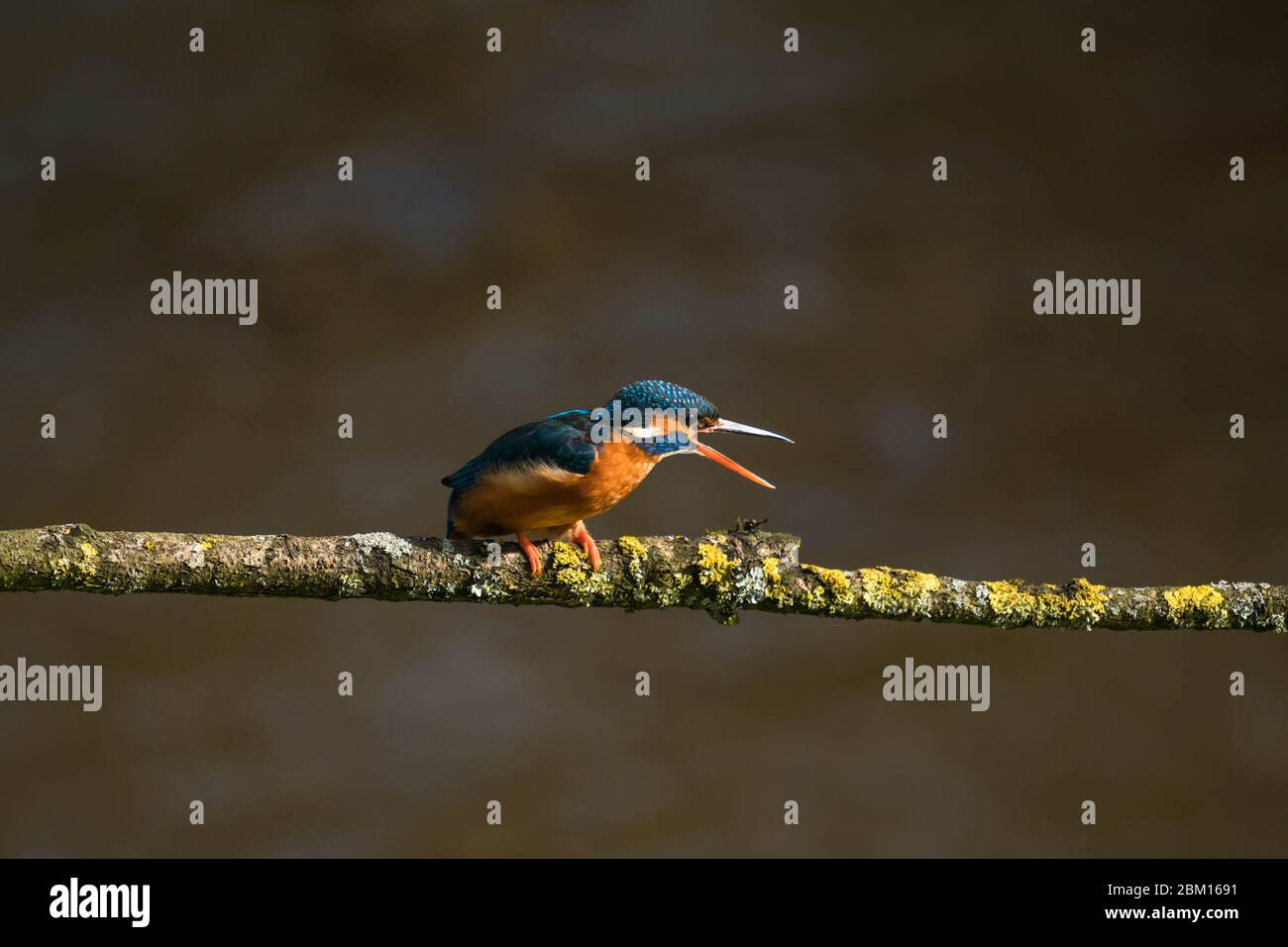Femmina Kingfisher (Alcedo Atthis) arroccato su Lichen ramo coperto e mostrando aggressività, Shropshire UK. Marzo 2020 Foto Stock