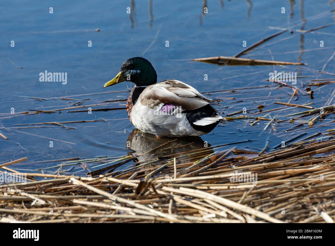 Maschio mallardo o drake (Anas platyrhynchos) su acque poco profonde Foto Stock