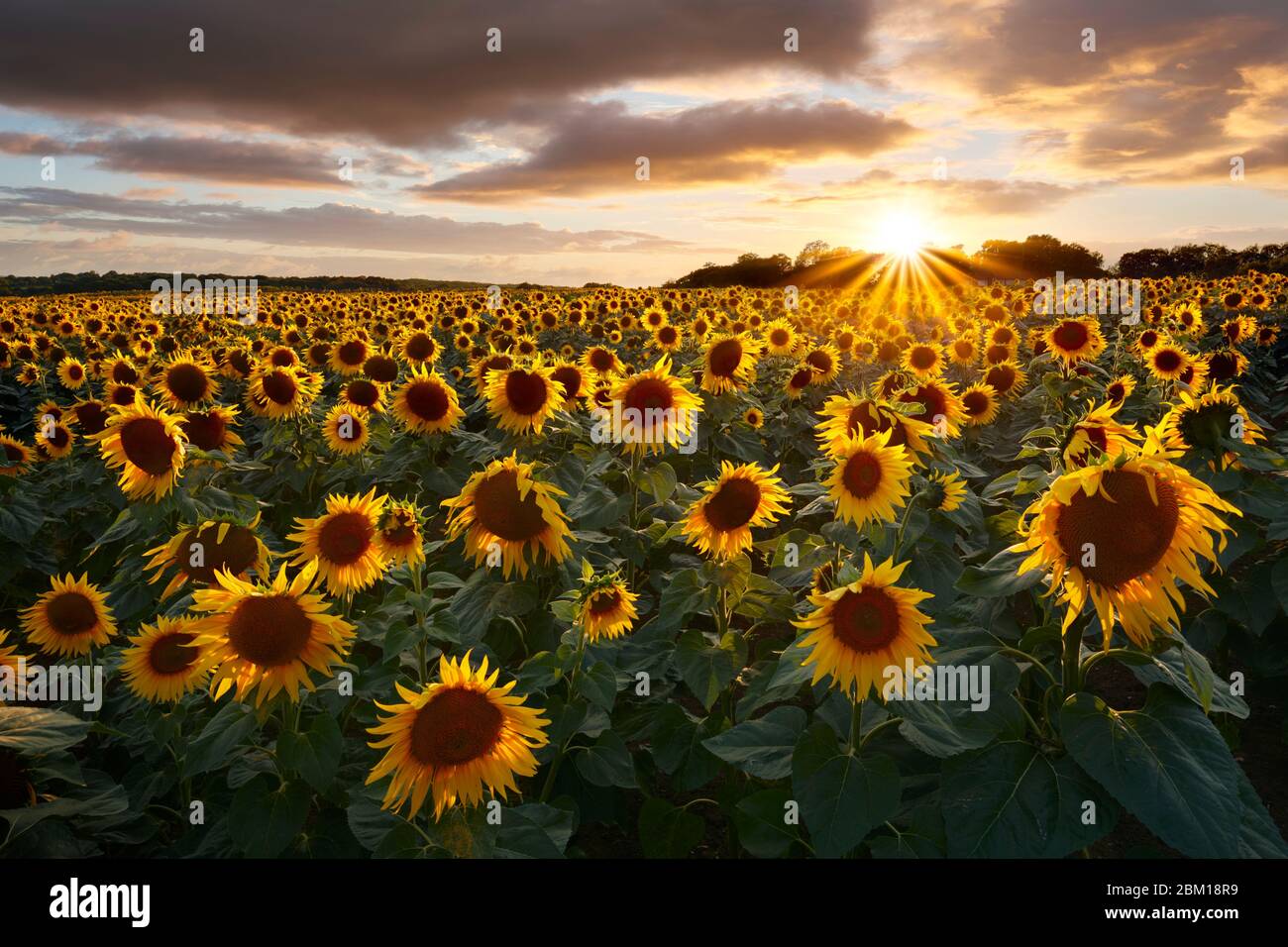 Il sole che mette in risalto un campo di girasoli, Sussex occidentale. Foto Stock