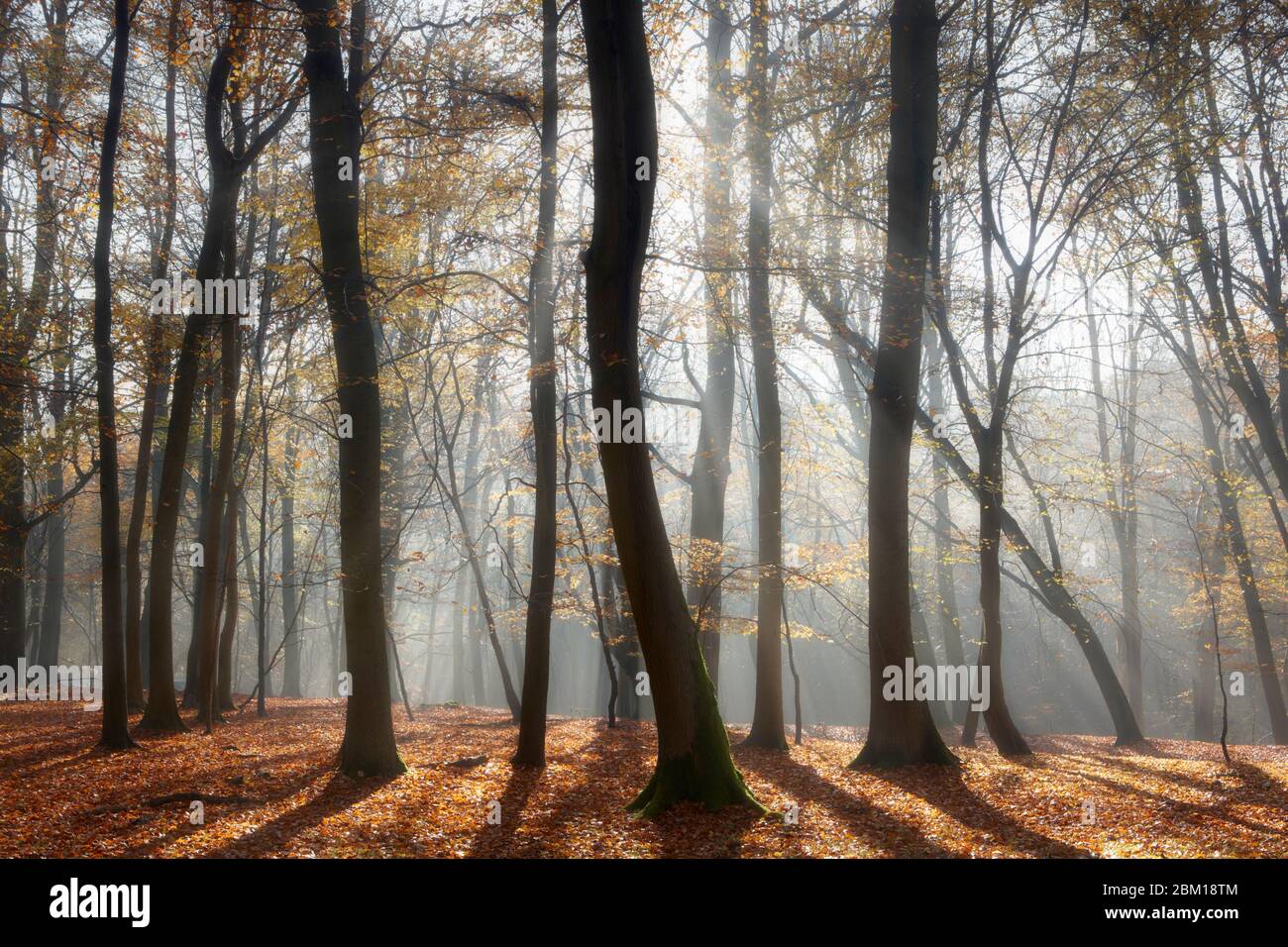 Nebbia mattutina che si innalza attraverso il bosco autunnale Foto Stock