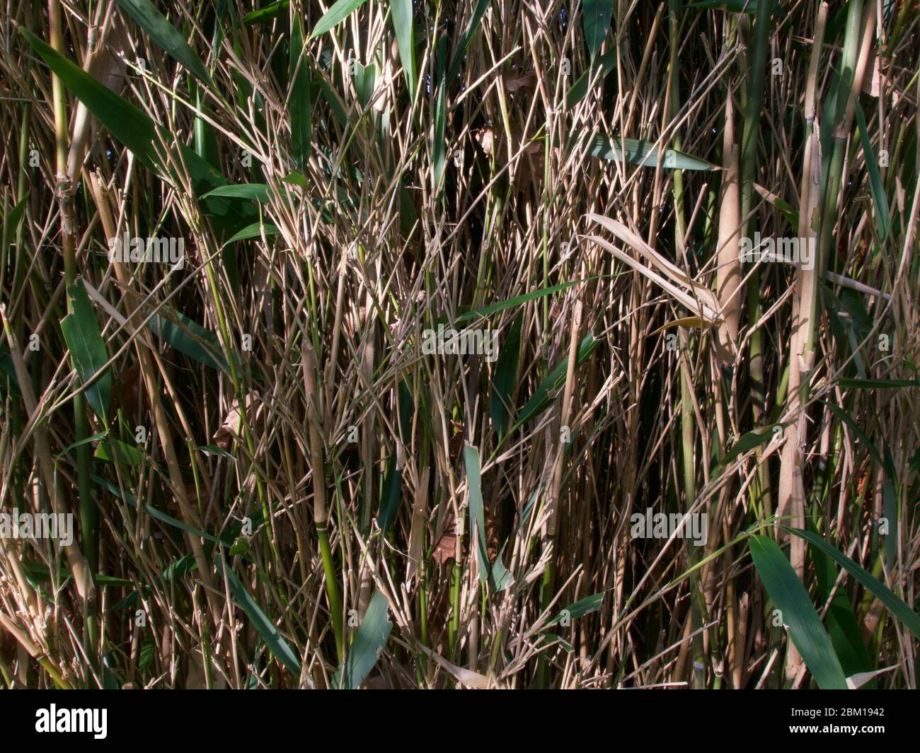 Sfondo di stocchi di bambù con un po 'di verde fogliame in primavera sole Foto Stock