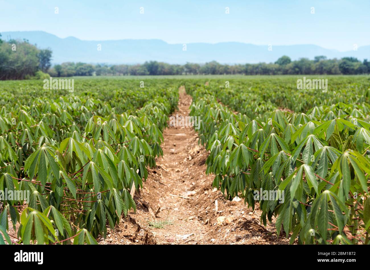 campo di manioca biologica a paesaggio agricolo rurale Foto Stock