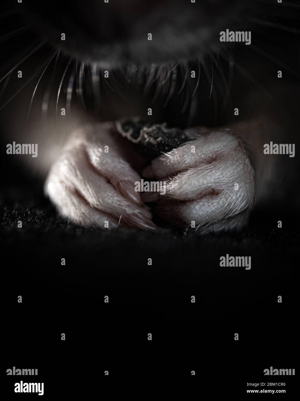 Una foto ravvicinata di un ratto che tiene il suo cibo, mostrando il cibo nelle sue mani. Le mani sono dettagliate mostrando i capelli e le unghie. Foto Stock