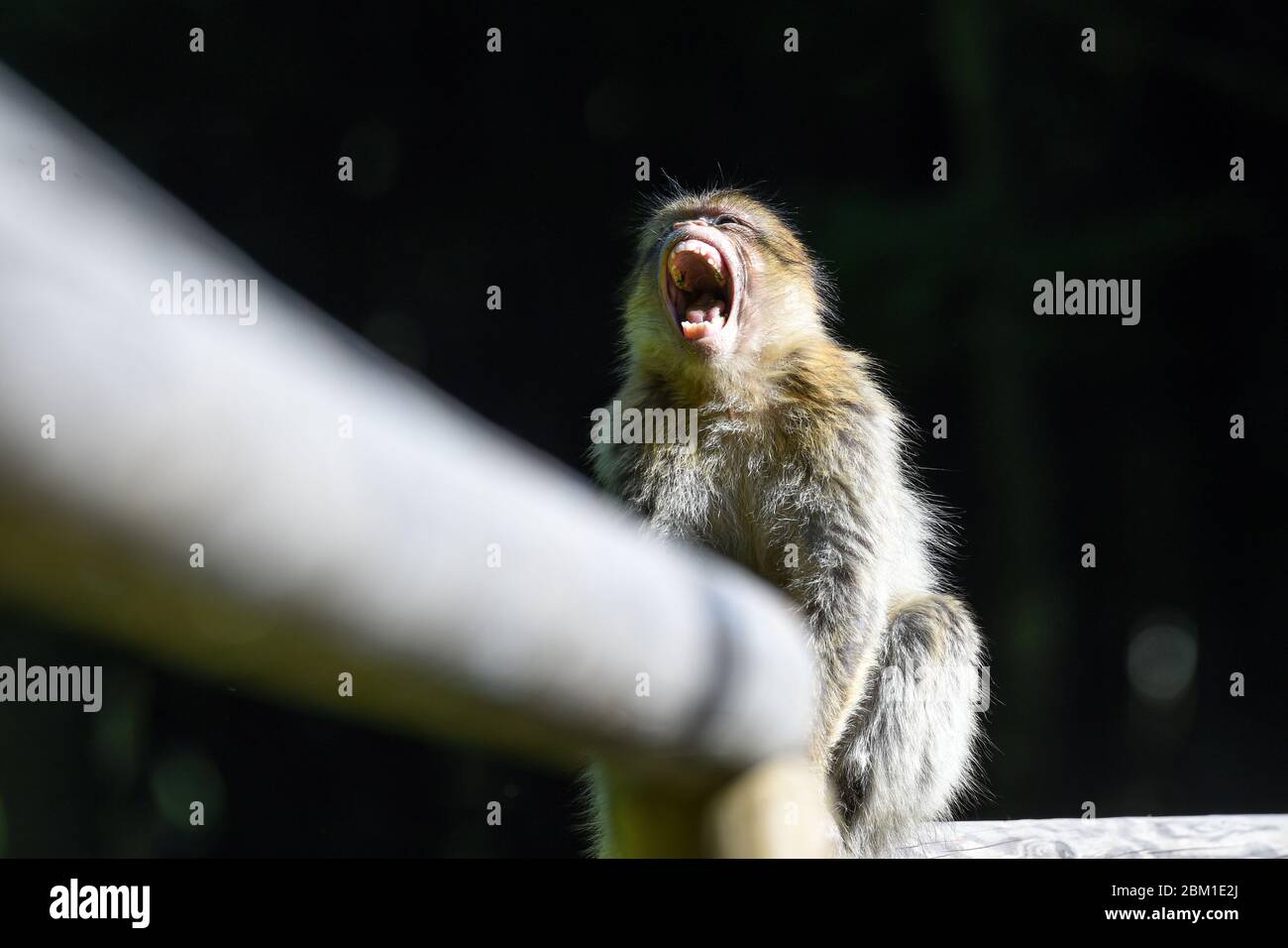 Salem, Germania. 13 Marzo 2020. Una scimmia berbera si trova su una  barriera nel recinto di scimmie a Salem. L'Affenberg è il più grande  recinto di scimmie in Germania. L'Affenberg riaprirà il