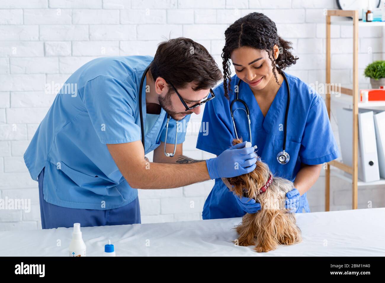 Medici Vet che usano gocce per trattare l'infezione dell'orecchio nel cane in clinica Foto Stock