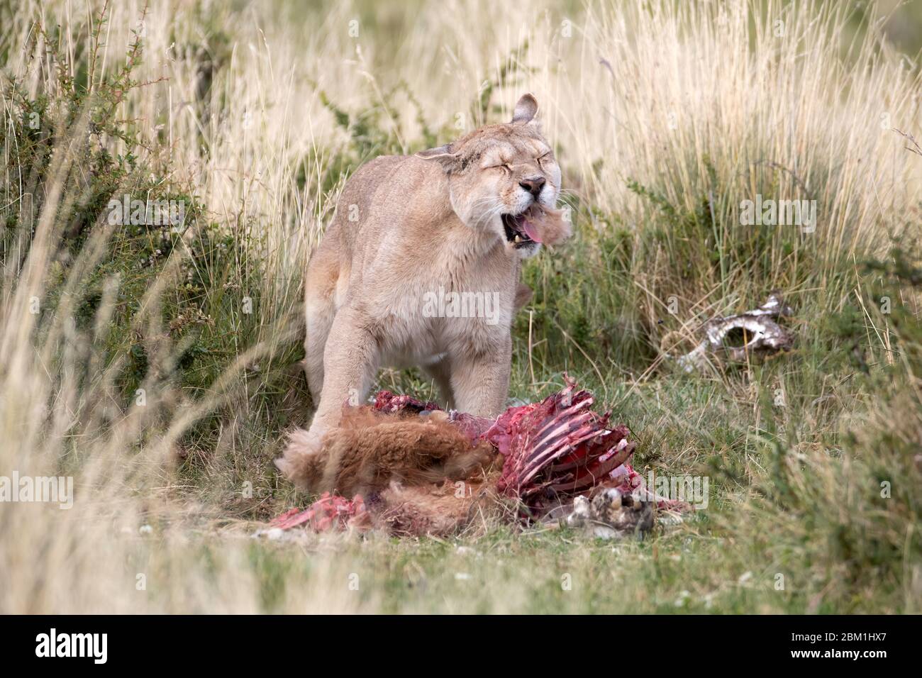 Una donna adulto singola puma sputa fuori la pelliccia mentre si alimenta  da una carcassa di guanaco. Conosciuto anche come un cougar o un leone di  montagna Foto stock - Alamy