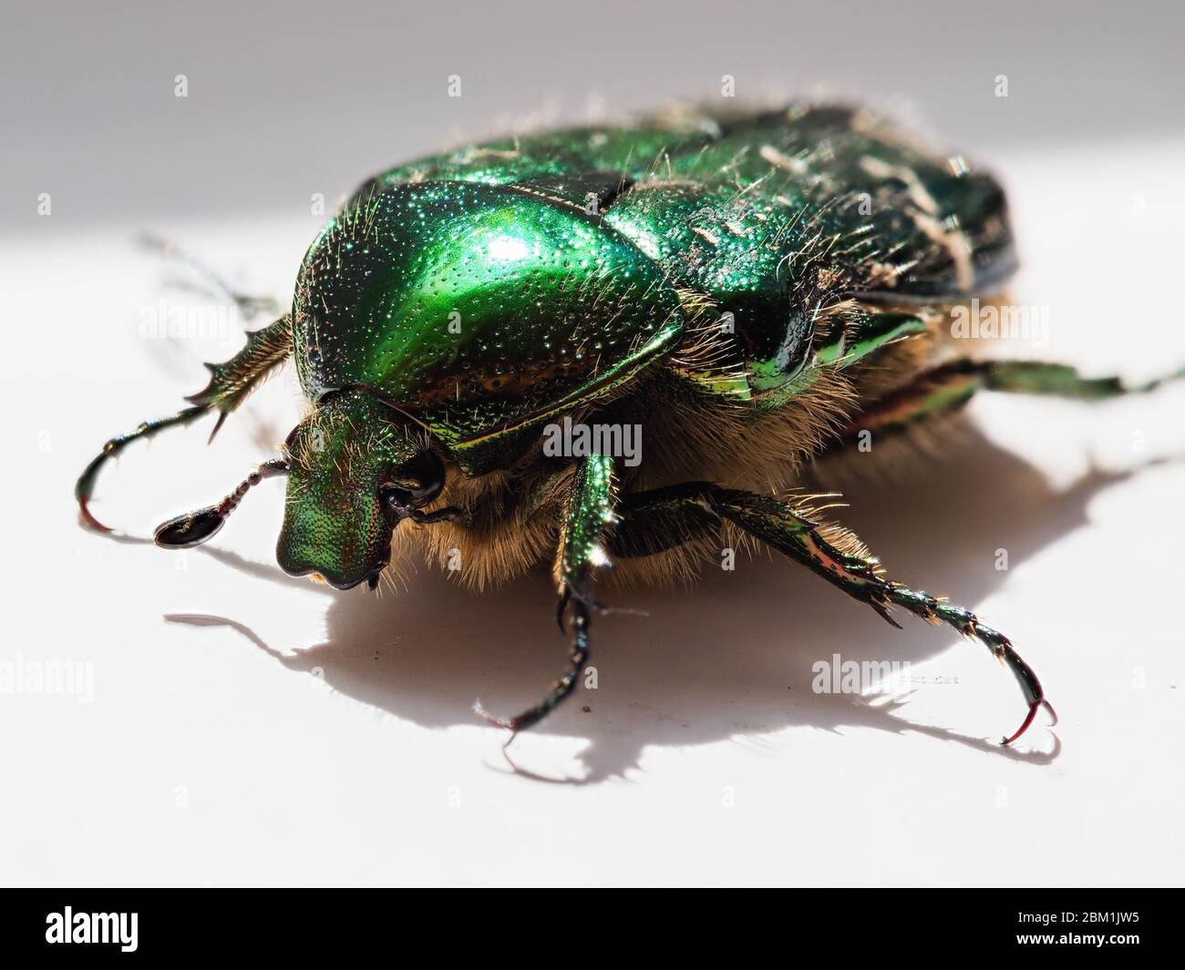 Coleottero di rosa Cetonia aurata con esoscheletro verde metallizzato su una superficie bianca UK Foto Stock