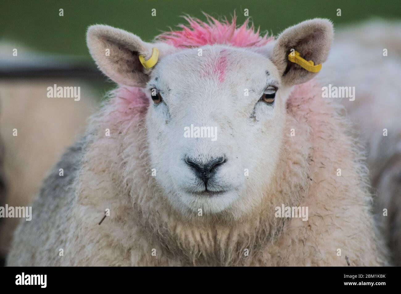 Maria le pecore con i suoi nuovi capelli fare Foto Stock