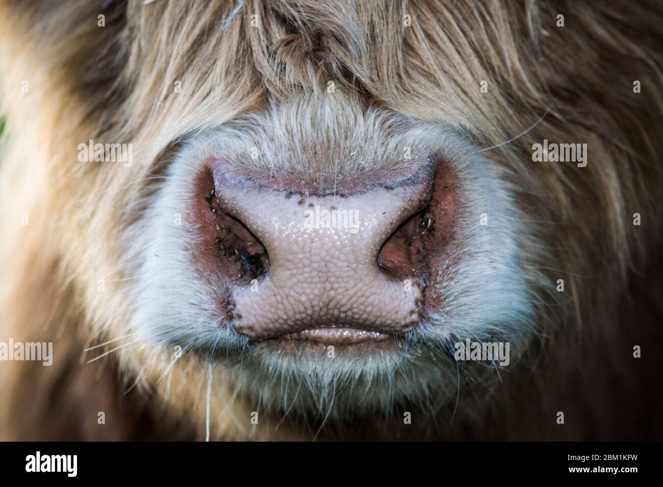 Primo piano di un naso di mucca delle Highland Foto Stock