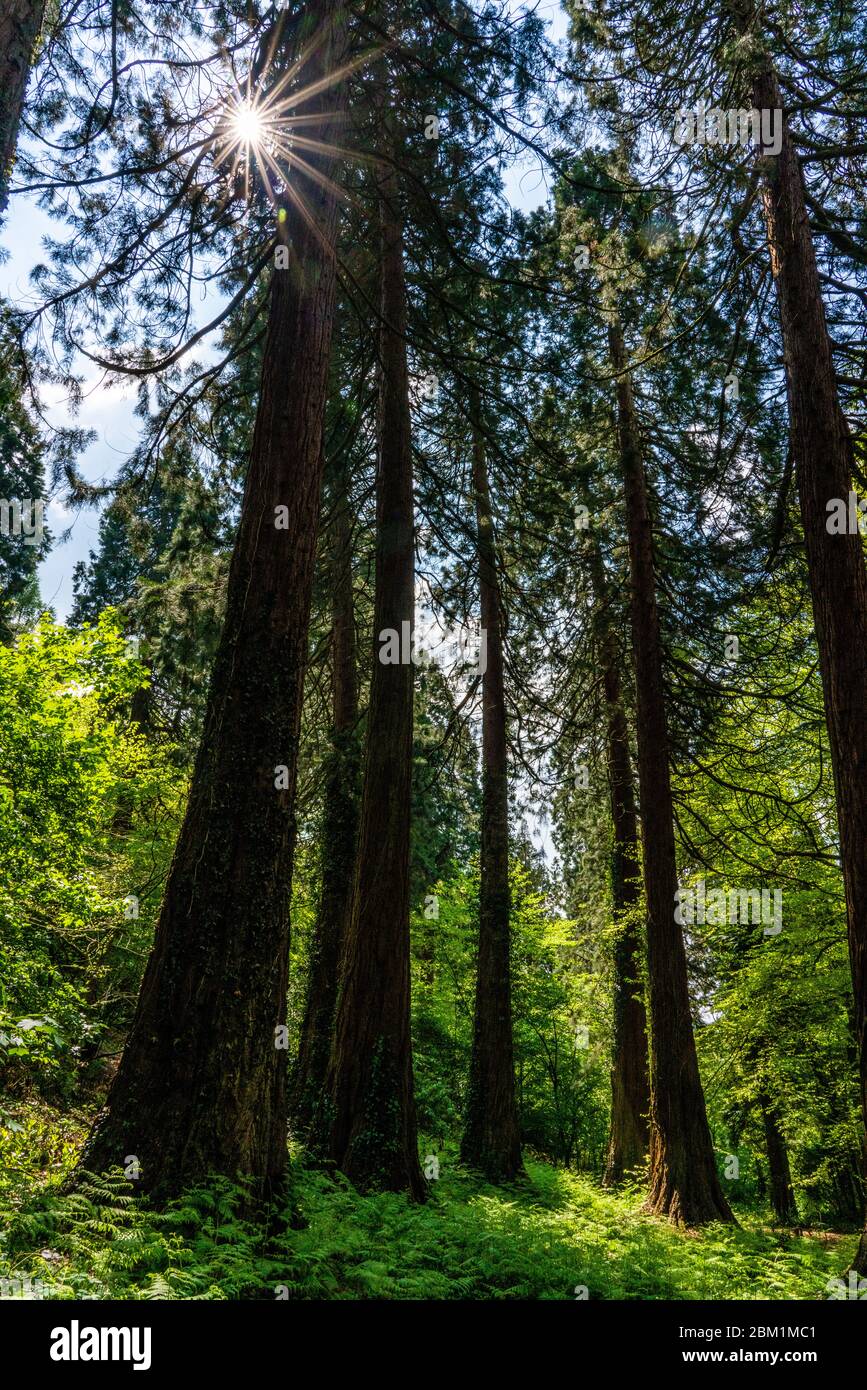 Boschetto di sequoie giganti o sequoie Sequoiadendron giganteum piantato in bosco inglese ad Ashton Plantation in Somerset UK Foto Stock