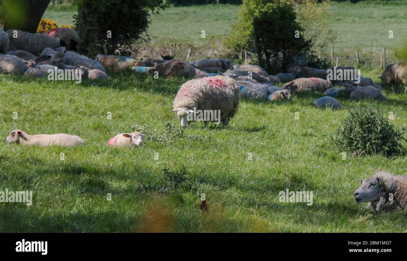 Magheralin, Contea di Armagh, Irlanda del Nord. 06 maggio 2020. Tempo nel Regno Unito - il cielo blu e il sole di oggi, mentre l'incantesimo di primavera secca continua. Ci sarà un po' di pioggia durante la notte prima che il tempo sia asciutto e fresco ritorni nel corso del fine settimana. Pecora e agnelli al sole. Credit: CAZIMB/Alamy Live News. Foto Stock