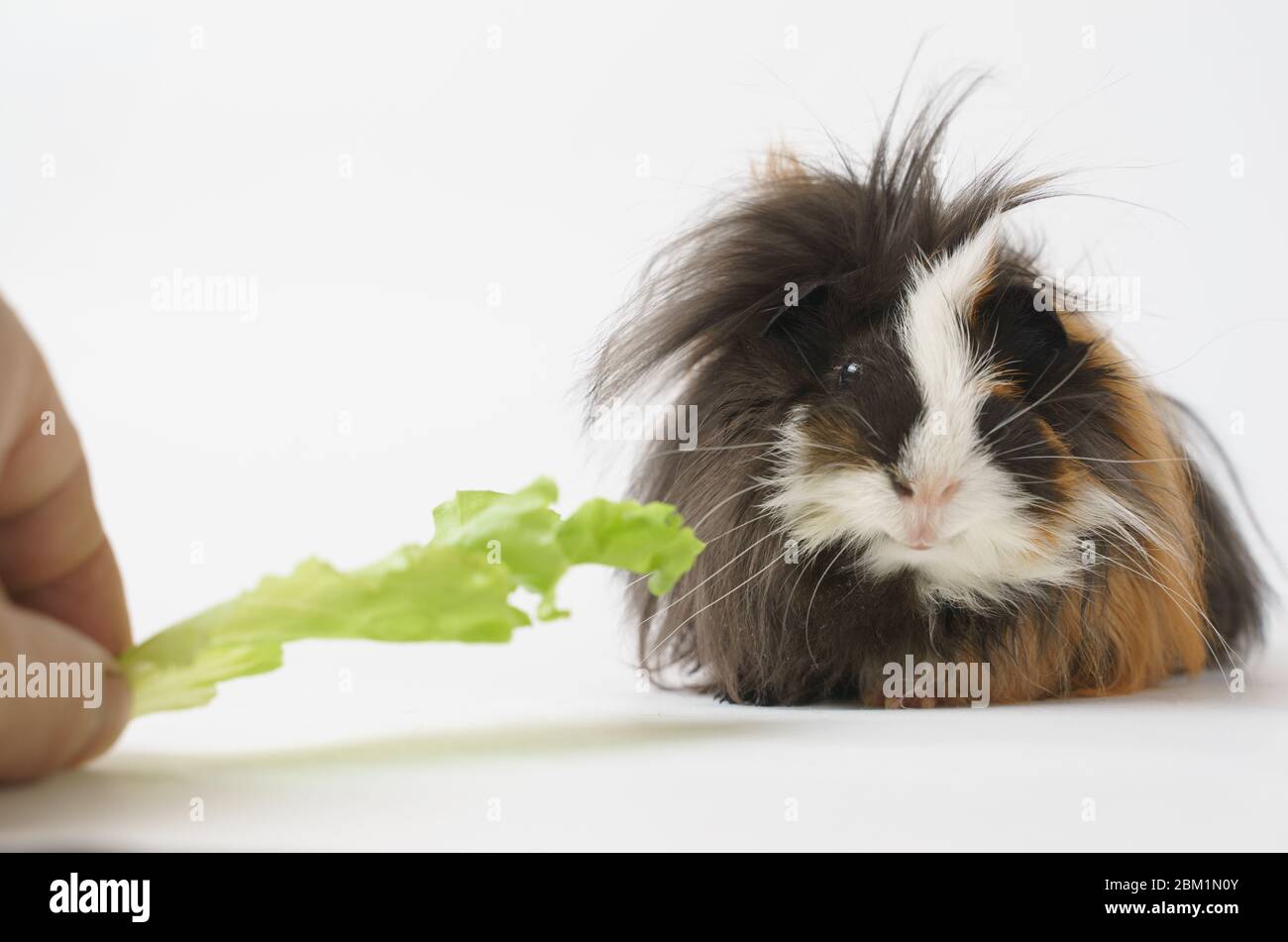 Shaggy cavia razza di razza di Sheba mangia un insalata verde su uno sfondo bianco vista frontale. Animali domestici, cibo, cura. Foto Stock