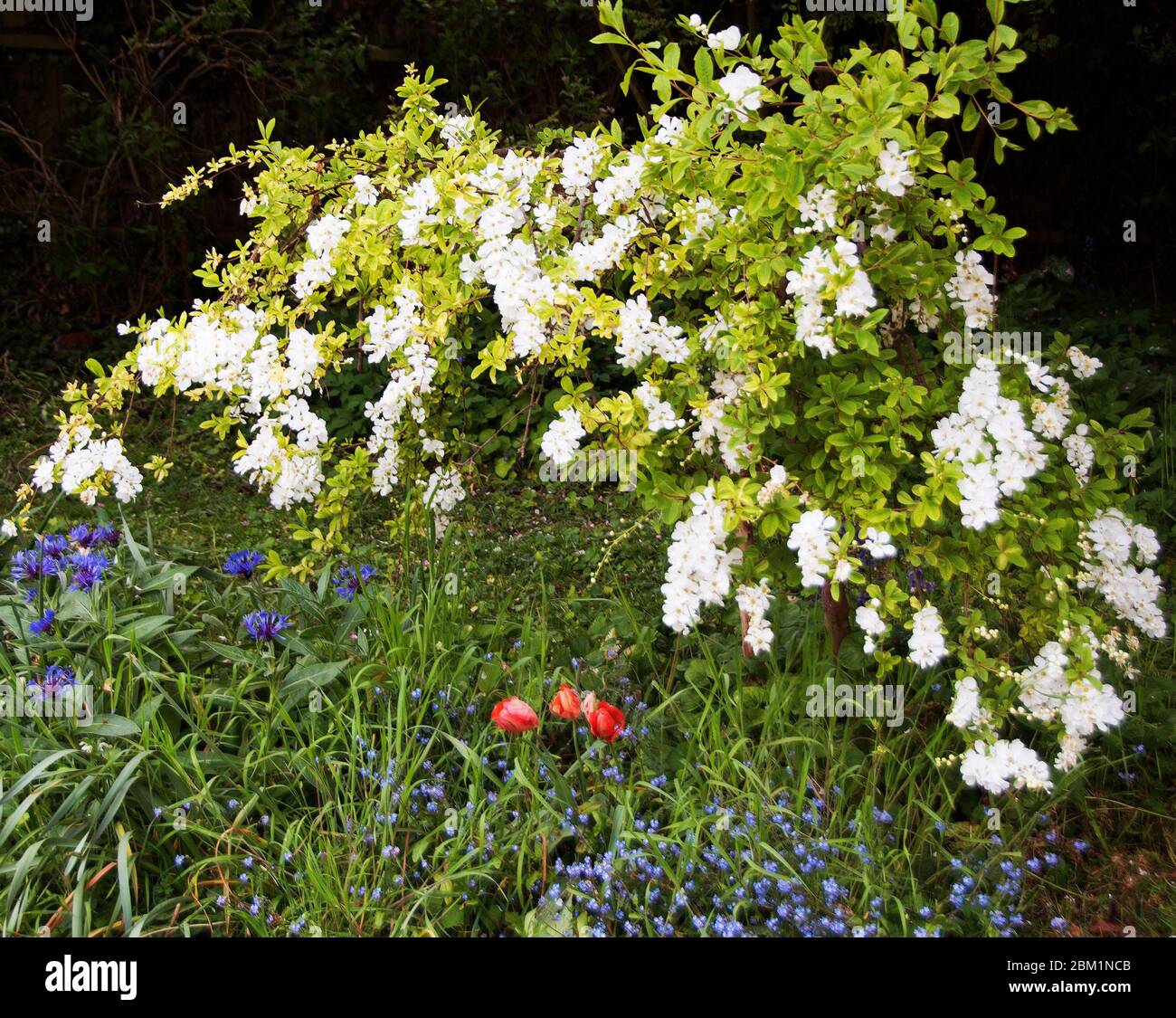 Tulipani rossi del pappagallo, fiori bianchi di Exochorda macrantha, & fiori di mais blu, Centaurea e dimentichi-me-not, Mysotis Foto Stock