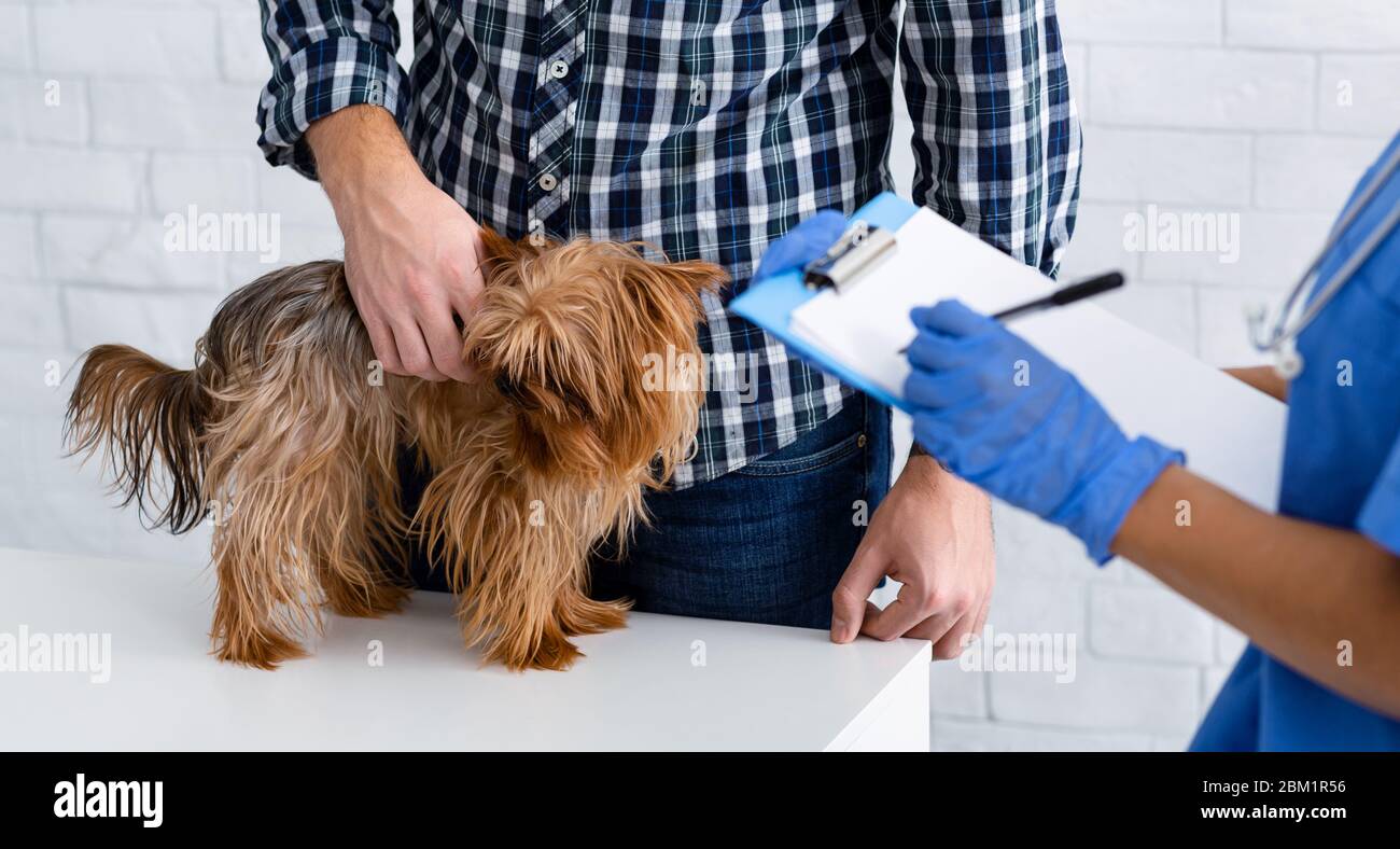 Documento di veterinario irriconoscibile con appunti e cliente con animale domestico in ospedale animale, primo piano. Panorama Foto Stock