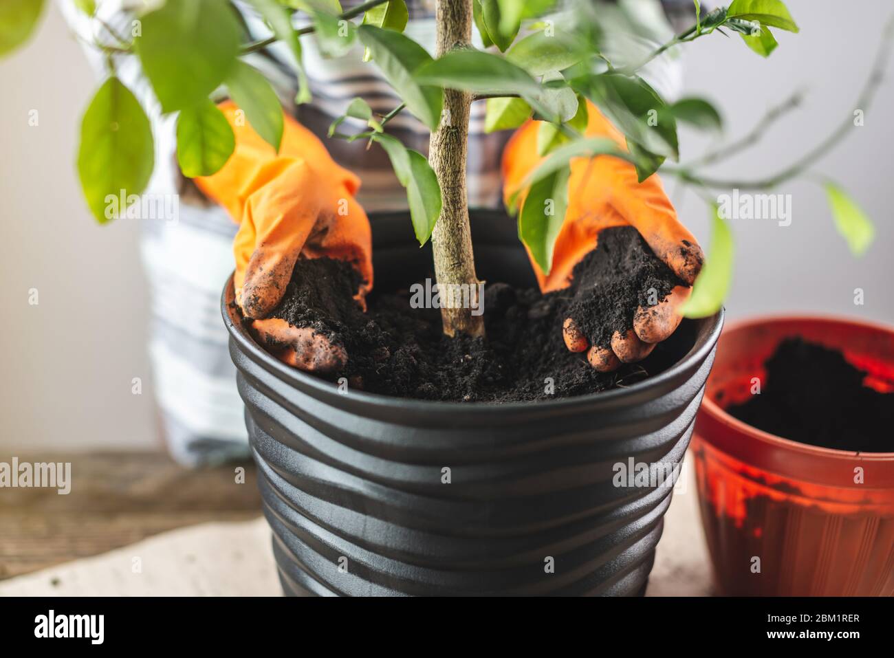 Una donna giardiniera in guanti trasplants un giovane albero arancione nel terreno da un piccolo POT ad un grande. Concetto di giardinaggio e cura di pl domestico Foto Stock