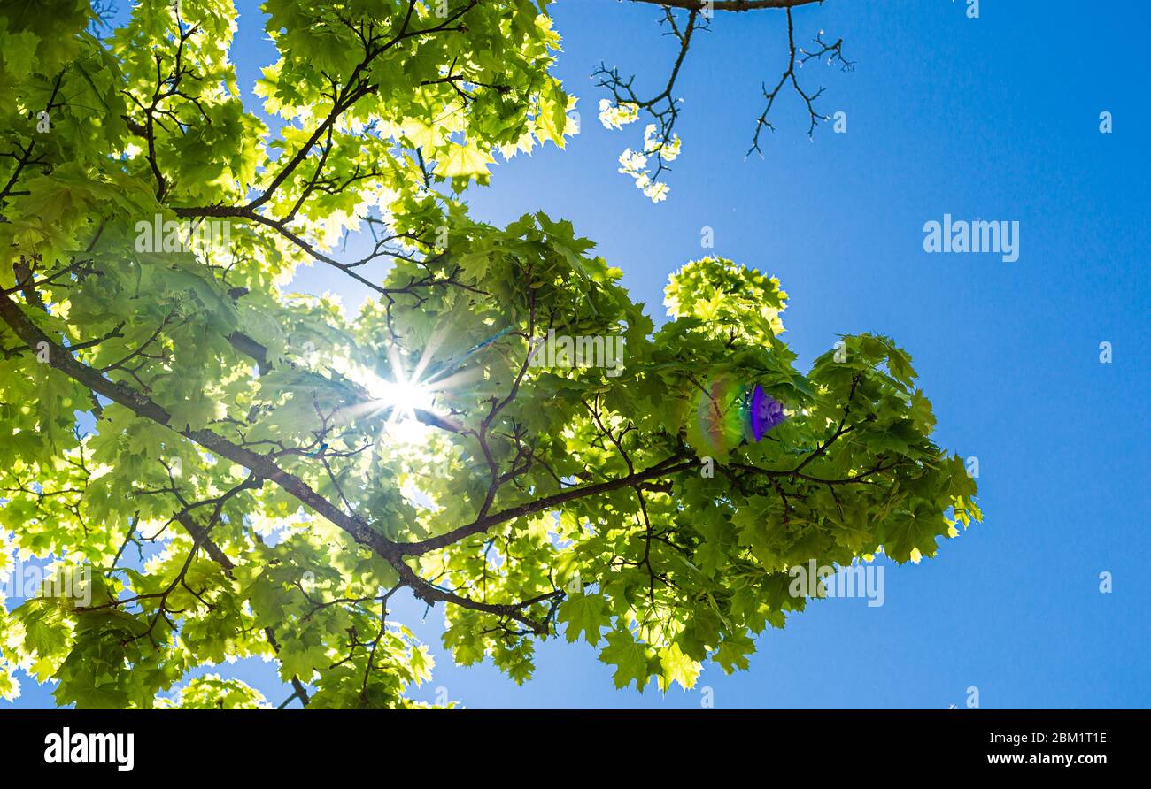 Il sole raggi nelle foglie di un albero. Estate in città. Verde e blu. Riflessi del sole. Foto Stock