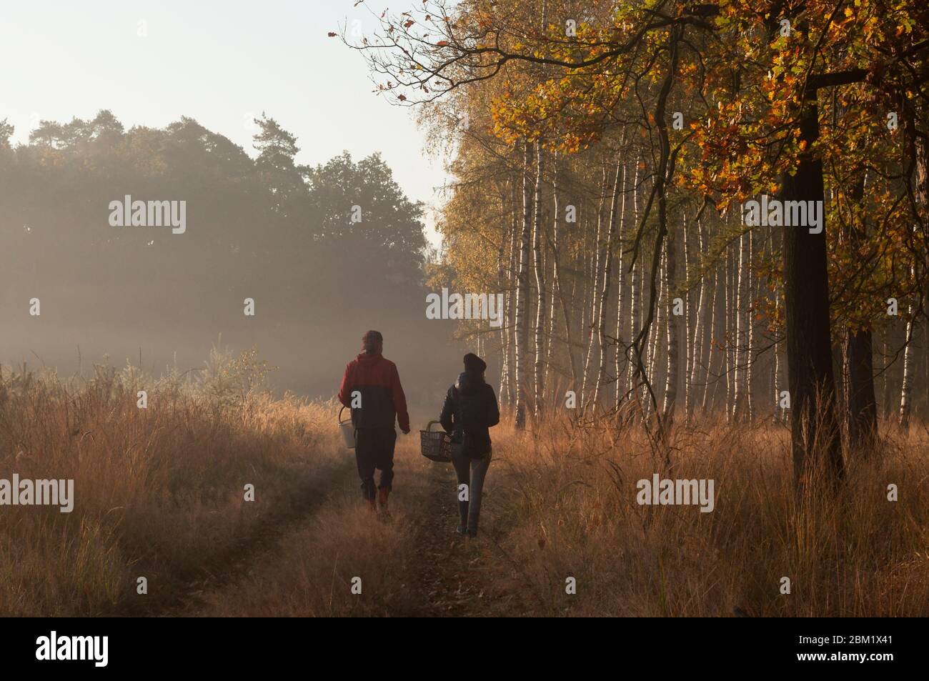 una donna e un uomo camminano lungo un sentiero nella foresta al mattino alla ricerca di funghi Foto Stock