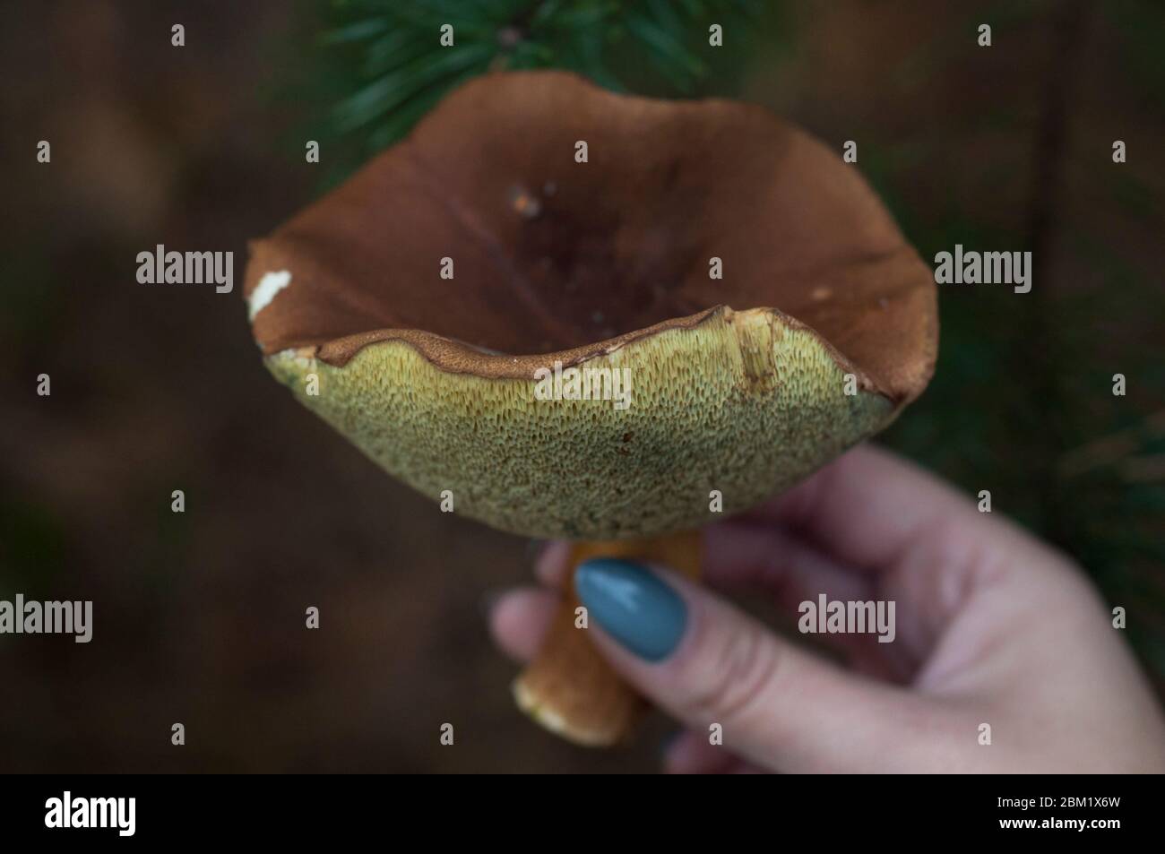 funghi commestibili marroni e piacevoli tenuti nelle mani di una donna che è nel bosco Foto Stock