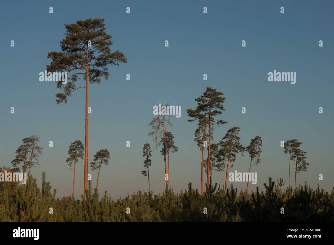 alberi con una piccola quantità di foglie che crescono a distanze l'uno dall'altro nella foresta contro il cielo in un giorno estivo Foto Stock
