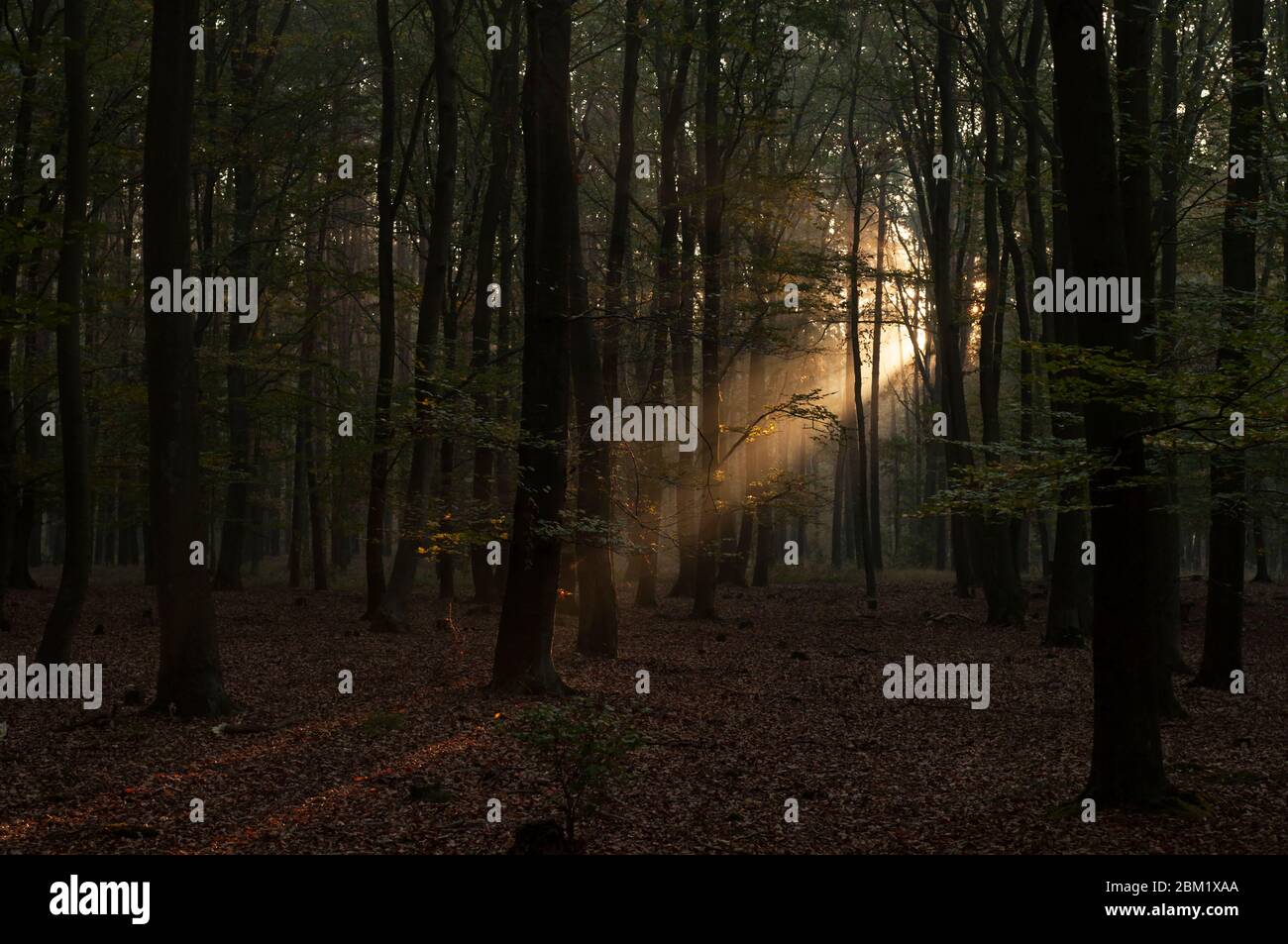 i raggi del sole che sale si infrangono attraverso gli alberi nella foresta all'alba Foto Stock