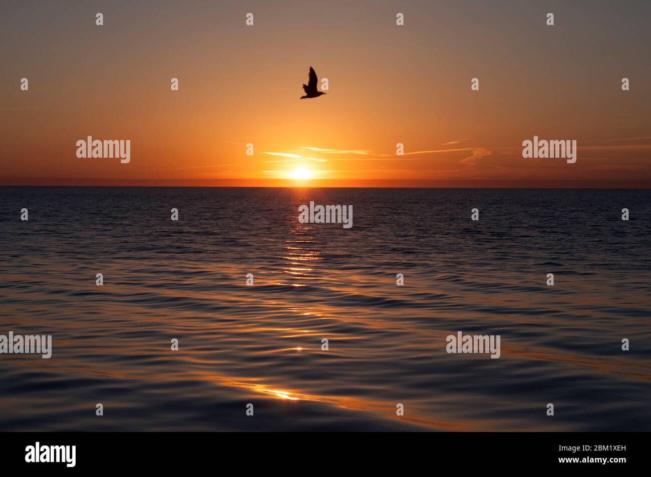 l'orizzonte del mare da cui si riflettono i raggi del sole che tramonta e un gabbiano volante Foto Stock
