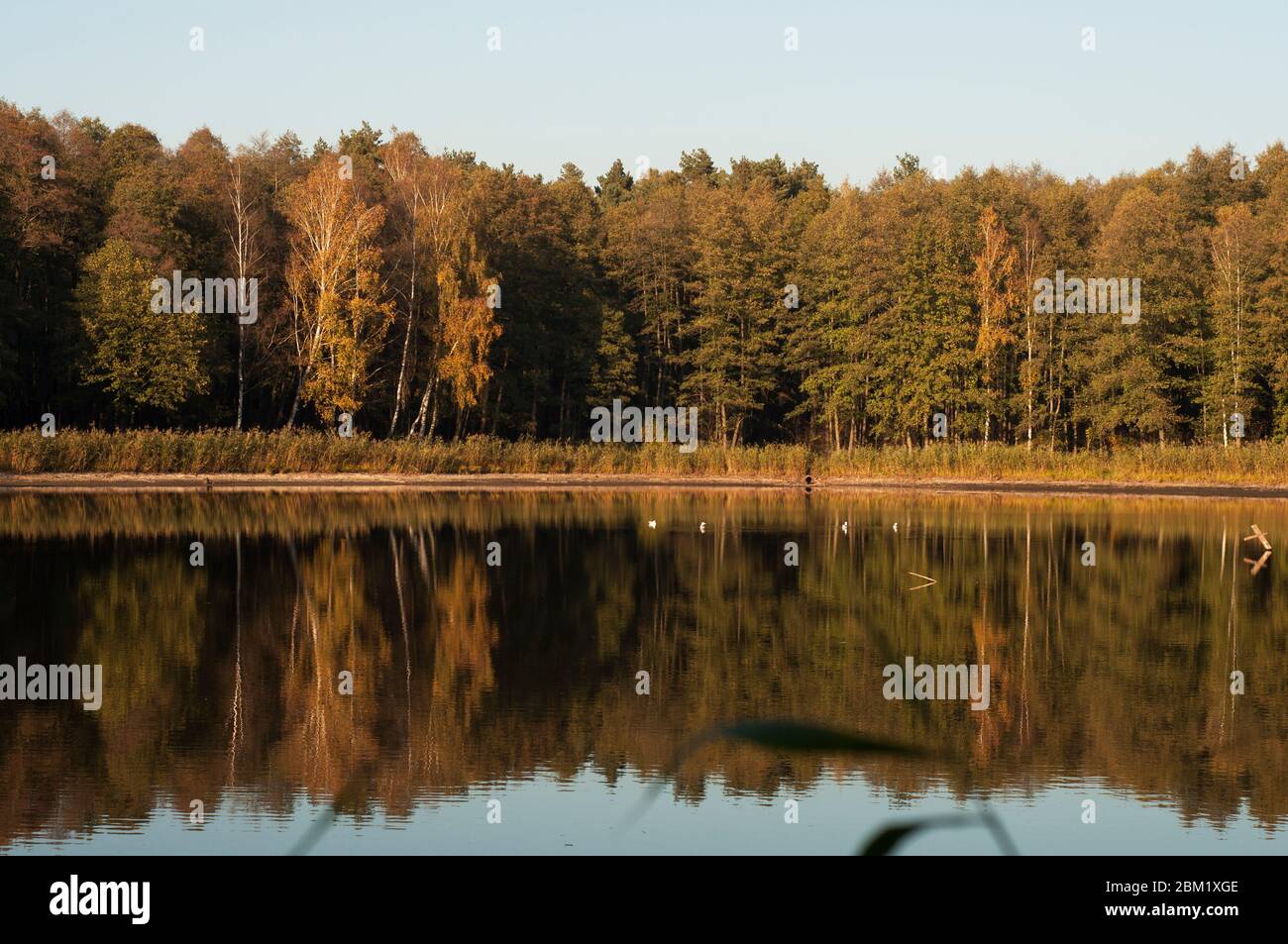 Uno stagno nella foresta autunnale dove gli alberi si riflettono Foto Stock