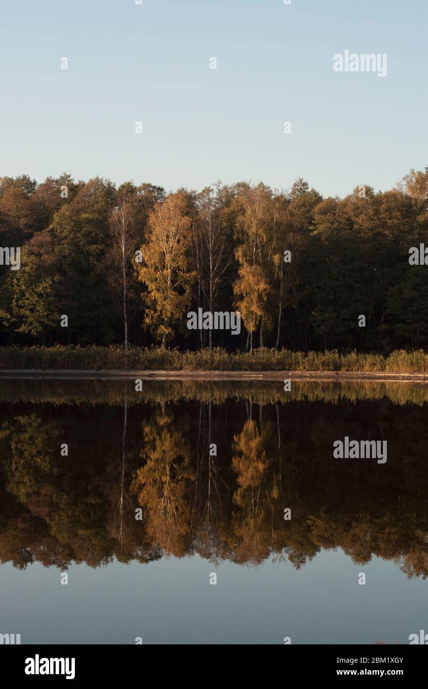 Alberi che riflettono in uno stagno nella foresta autunnale Foto Stock