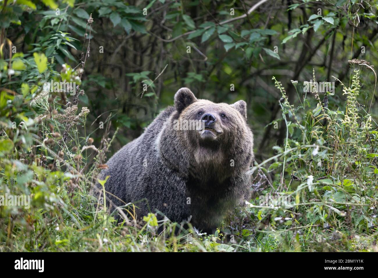 orso marrone selvaggio in foresta densa guardando attraverso verde fogliame selettivo fuoco Foto Stock