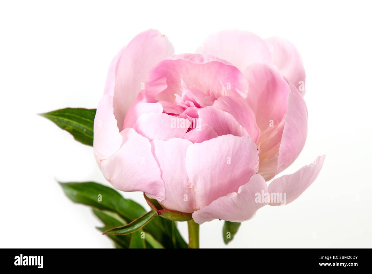 un peonia rosa isolato su sfondo bianco Foto Stock