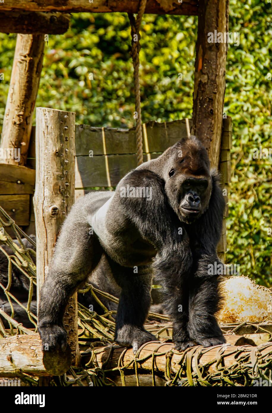 Silverback Gorilla allo zoo di Paignton, Devon, Regno Unito Foto Stock