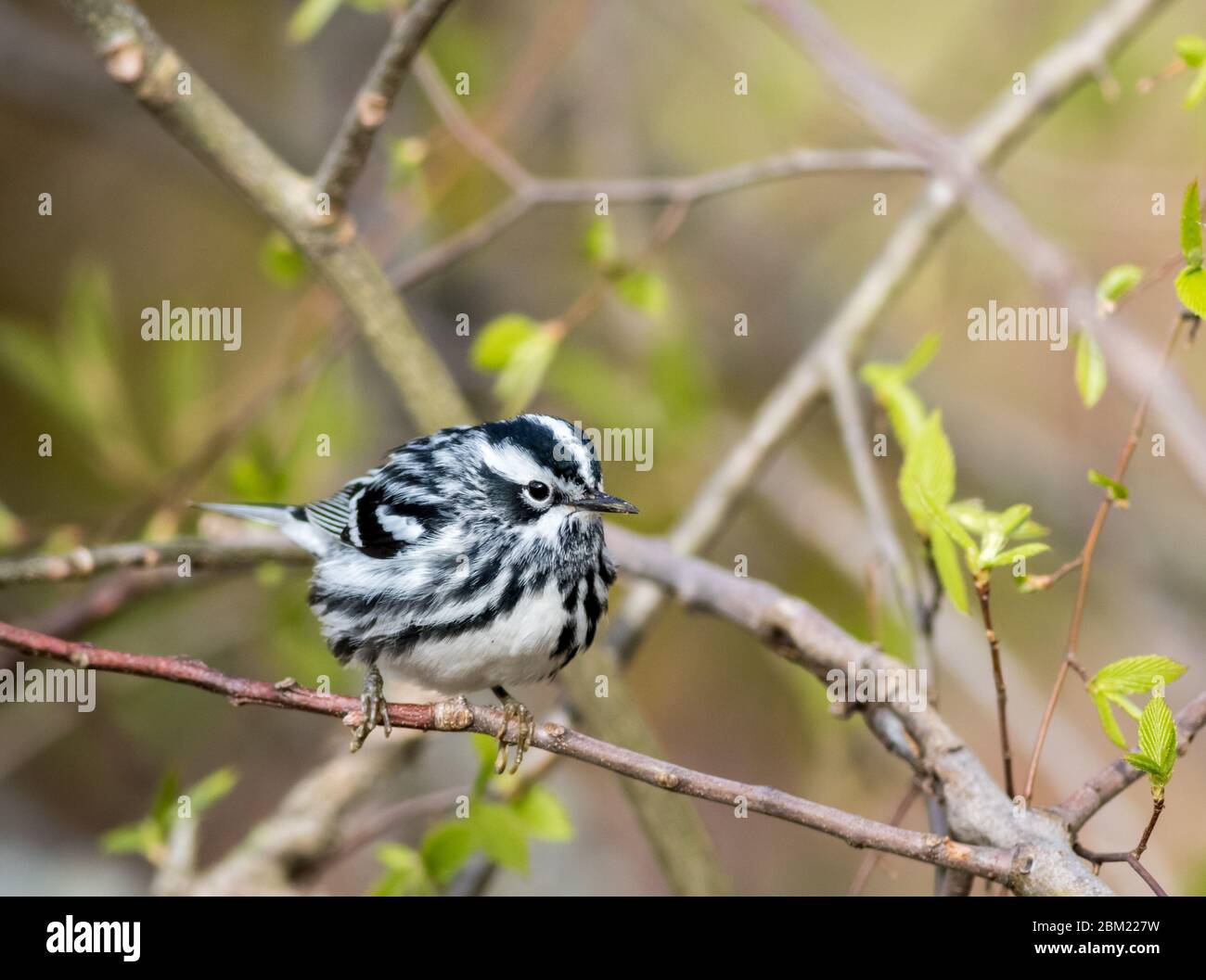 Il nero e bianco Warbler (Mniotilta varia) è un bel Warbler a righe arroccato sul ramo in una mattinata di primavera soleggiata Foto Stock