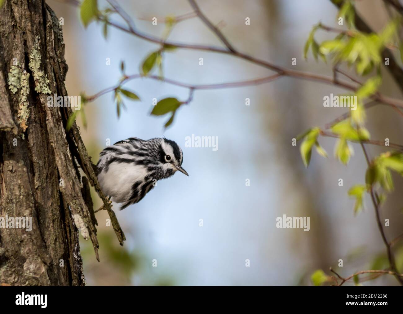 Il nero e bianco Warbler (Mniotilta varia) è un bel Warbler a righe arroccato sul ramo in una mattinata di primavera soleggiata Foto Stock