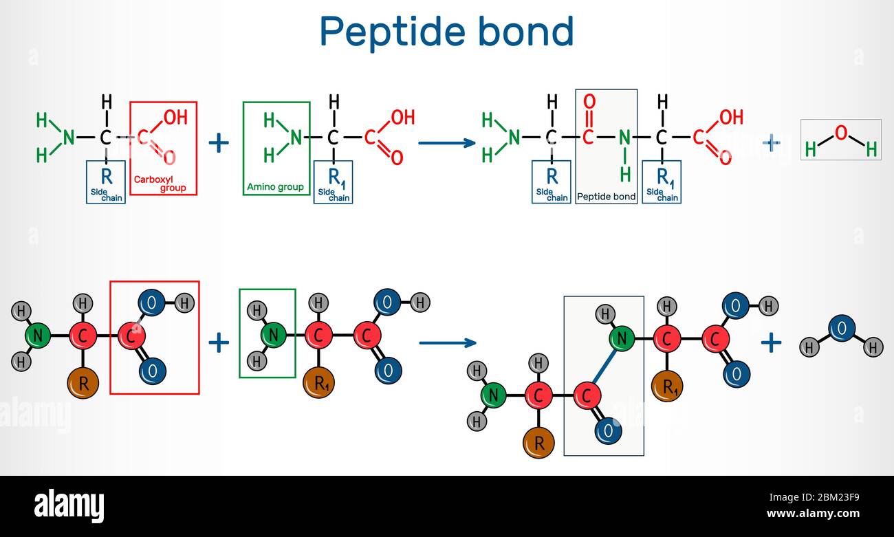 Legame peptidico. Formazione di legami ammidici da due amminoacidi come risultato della reazione di biosintesi delle proteine. Si tratta di un processo di sintesi della disidratazione Illustrazione Vettoriale