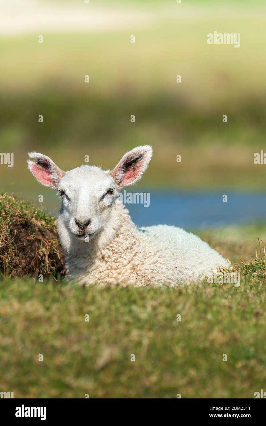 Un'altra giornata calda e soleggiata sulla costa nel Devon settentrionale come agnello gode del sole sul Northam Burrows vicino ad Appledore. Foto Stock