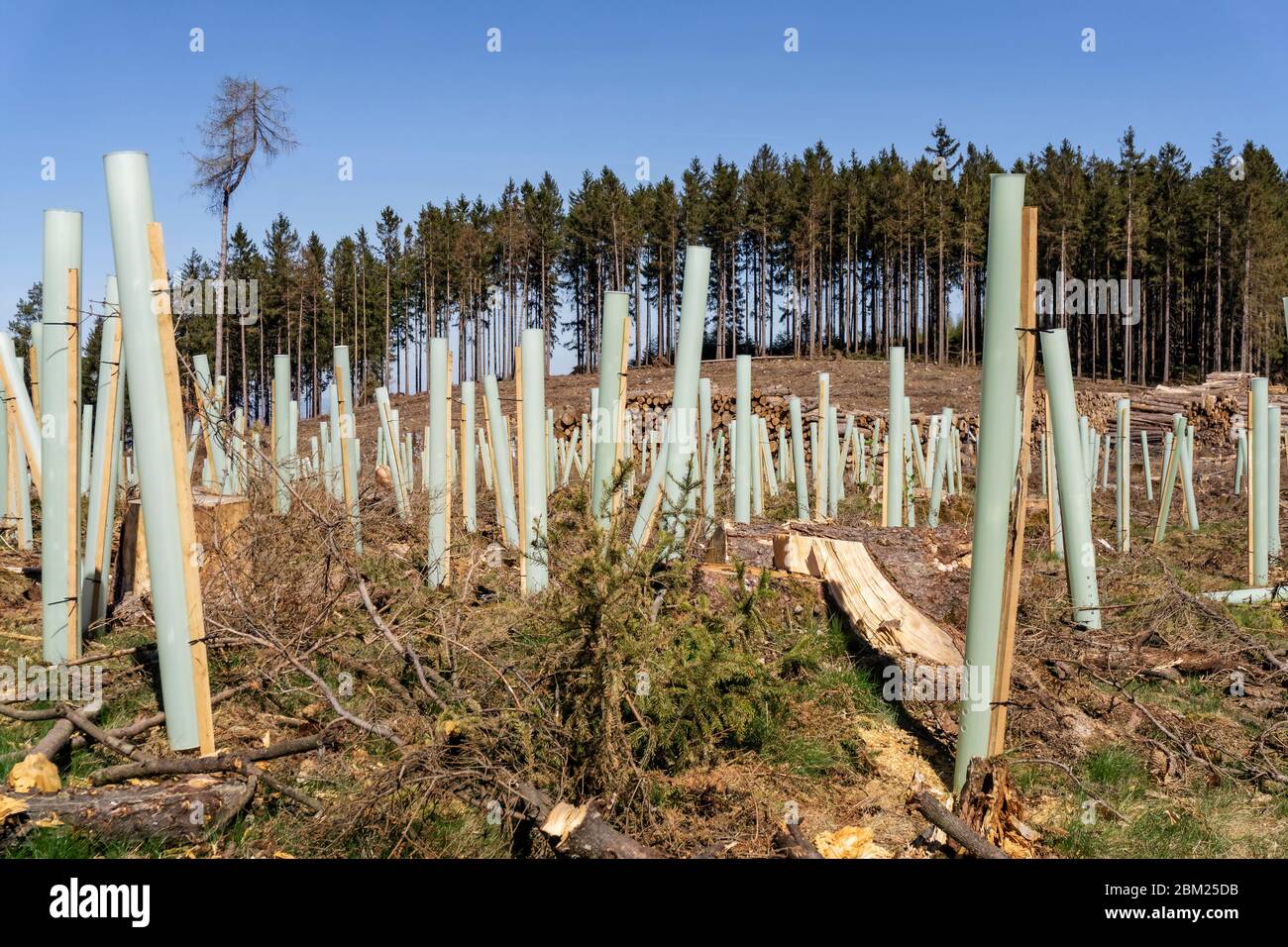 Dopo i danni alla foresta e il taglio netto, la rimboschimento con le piantine inizia a Eichkopf nel Taunus vicino Sandplacken. Foto Stock