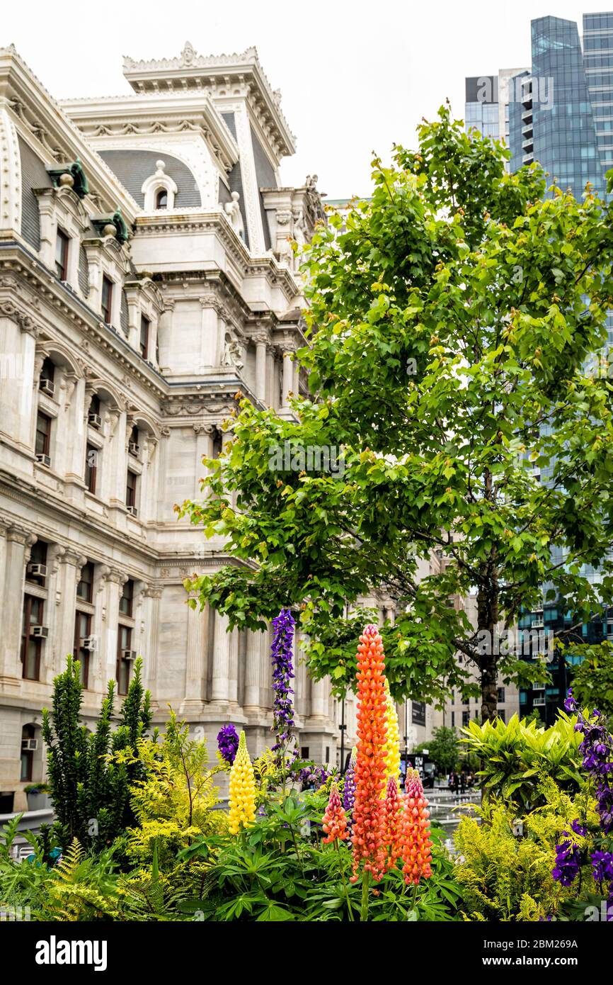 Lupini colorati abbelliscono l'ingresso al Municipio di Philadelphia, Pennsylvania, USA. Foto Stock