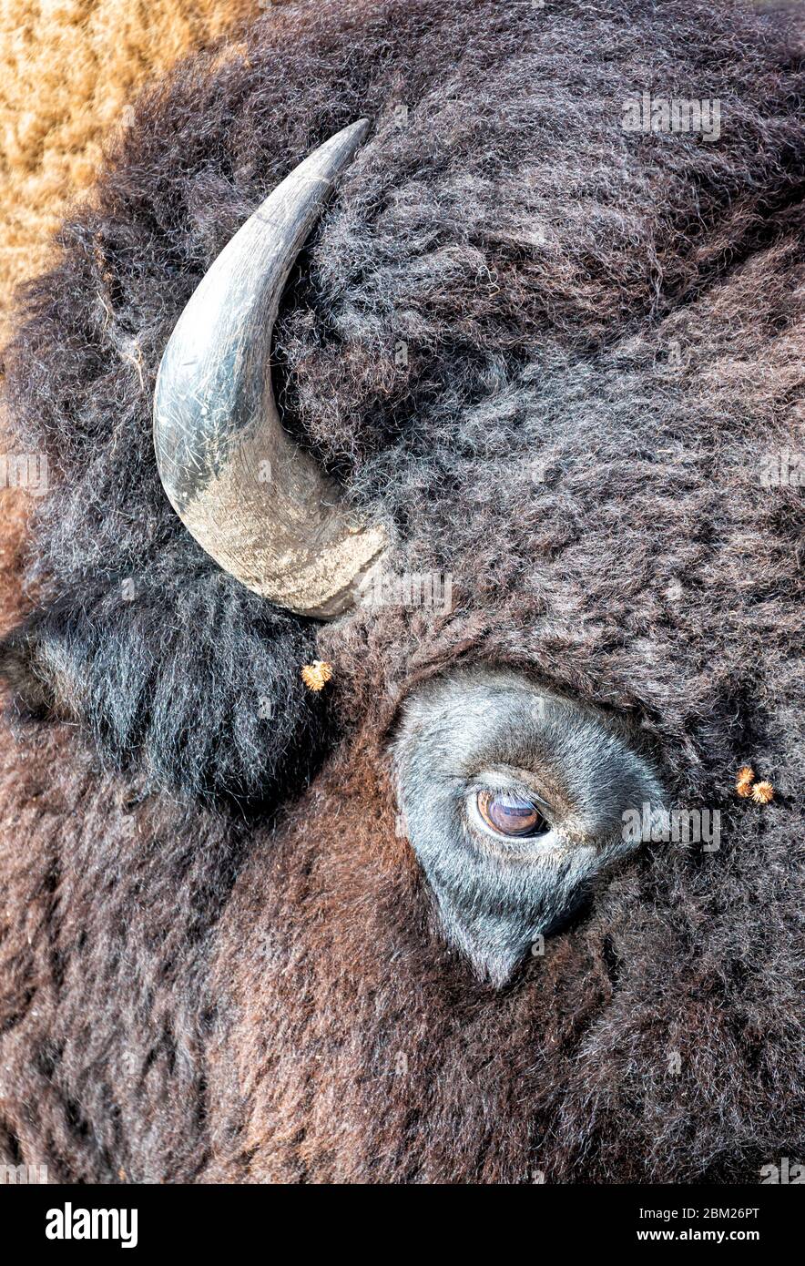 Dettaglio dell'occhio e del corno di un Grande bisonte americano, South Dakota, USA. Foto Stock