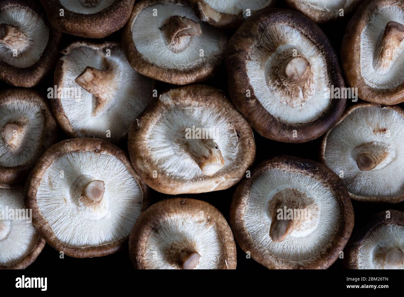dettaglio gruppo di funghi shiitake Foto Stock